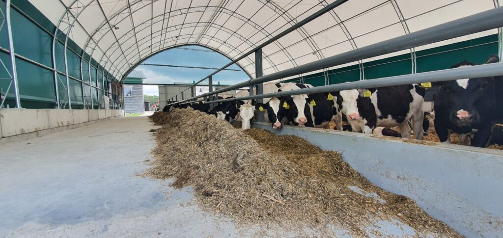 Hala łukowa jako obora dla krów